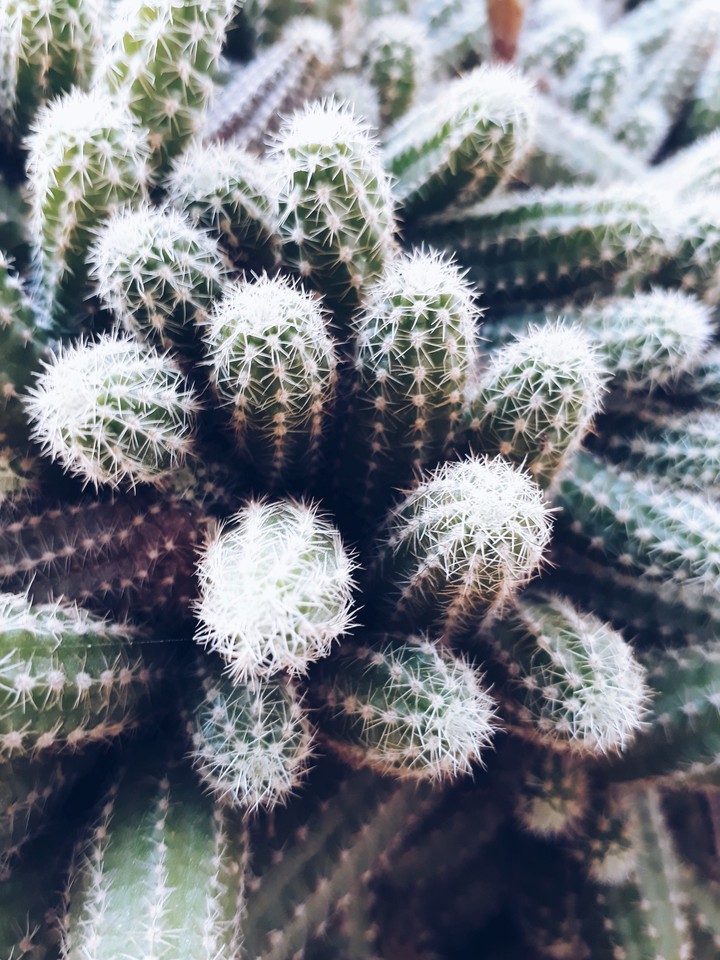 cactus