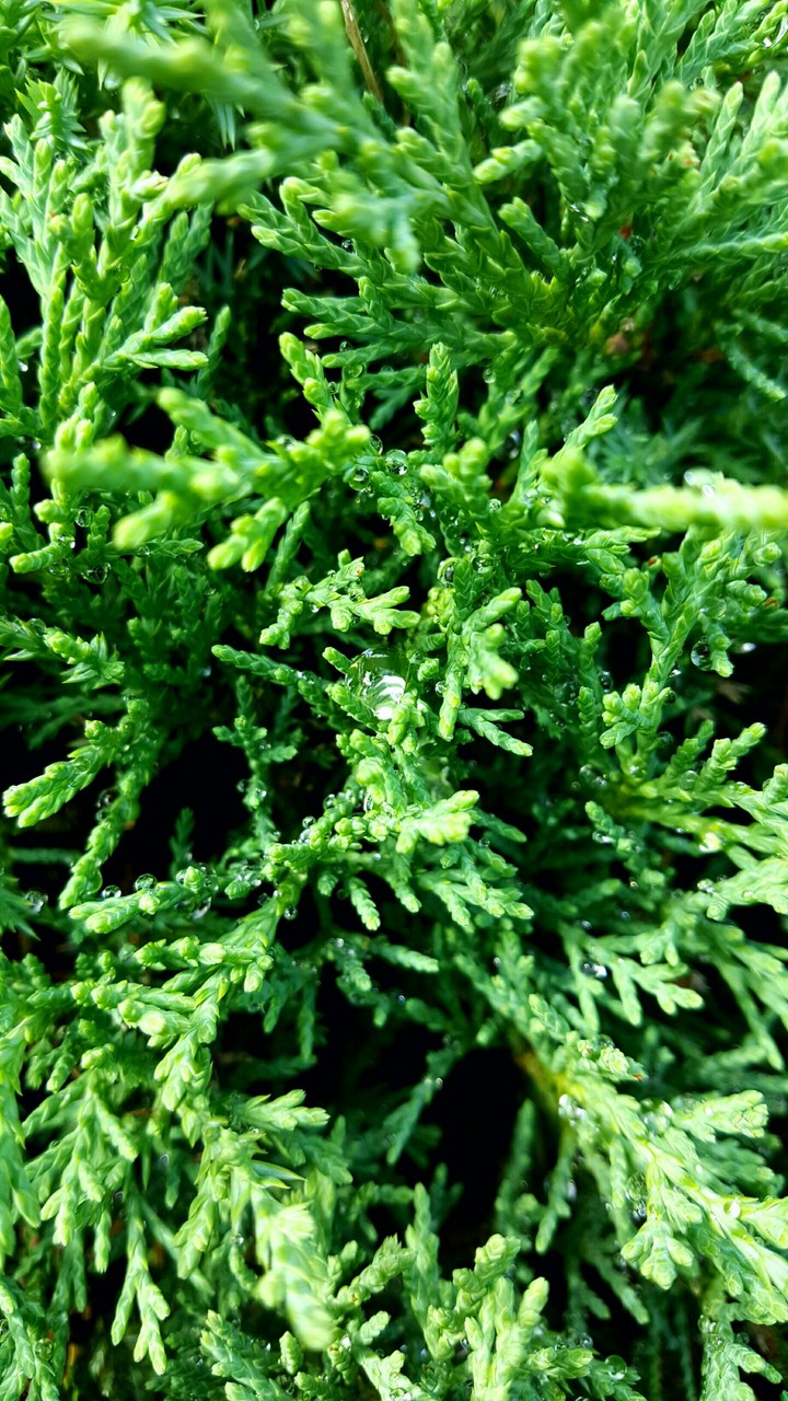 plant