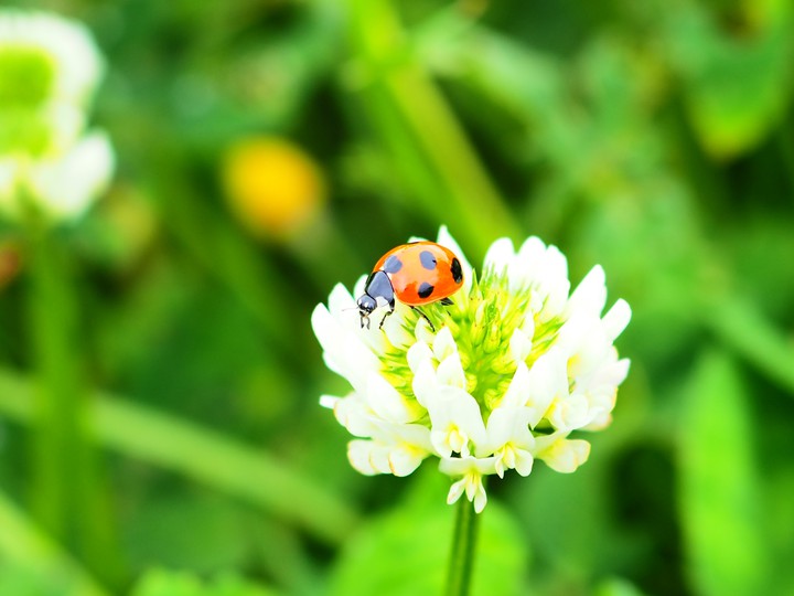 Ladybug