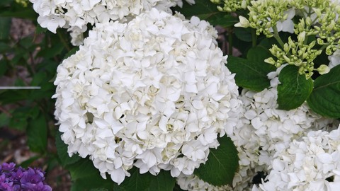 flower, wildflower wallpapers