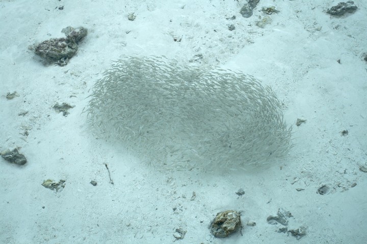 Sea
