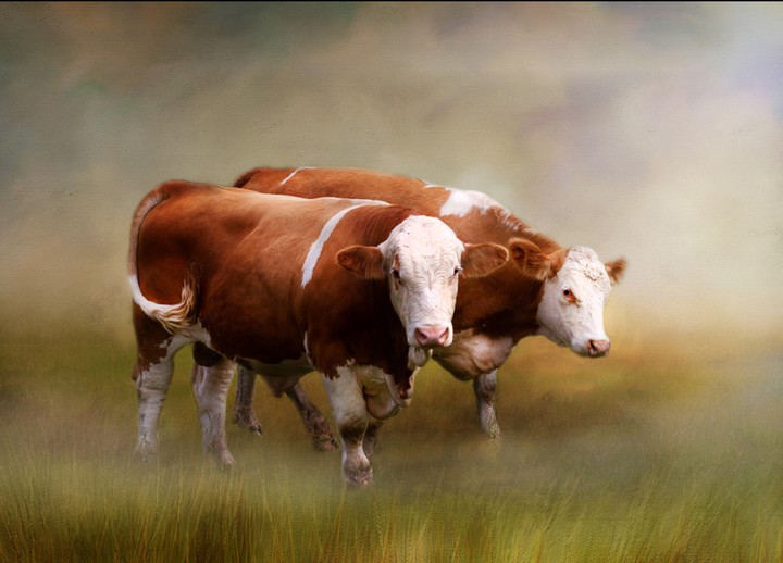 Cattle