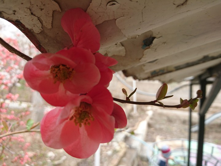 spring flowers
