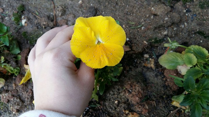 꽃 flower