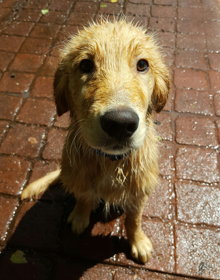 Golden Swim day