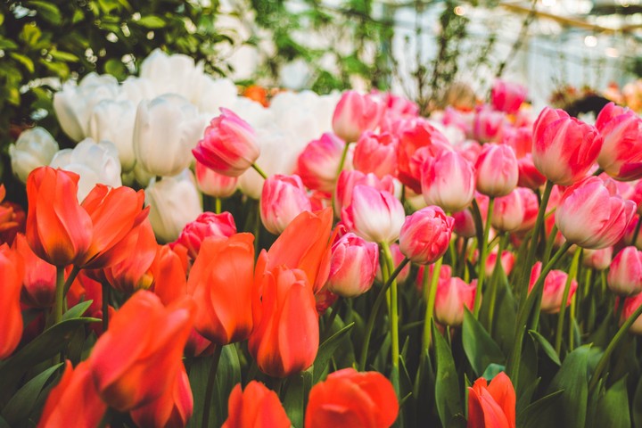 tulip