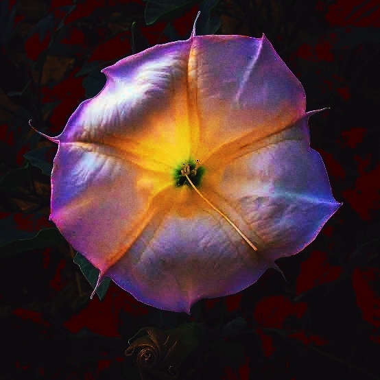 Datura