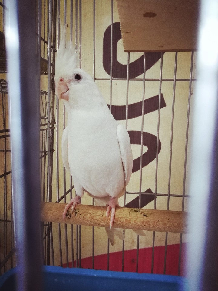 albino