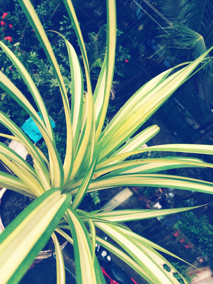nature