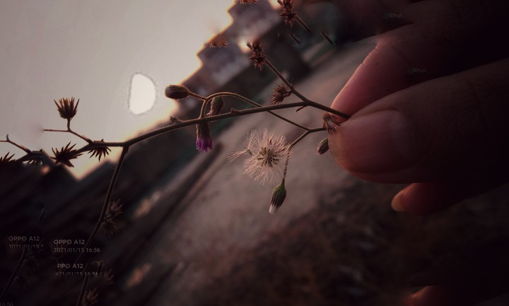 evening