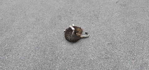 우로보로스 Cat
