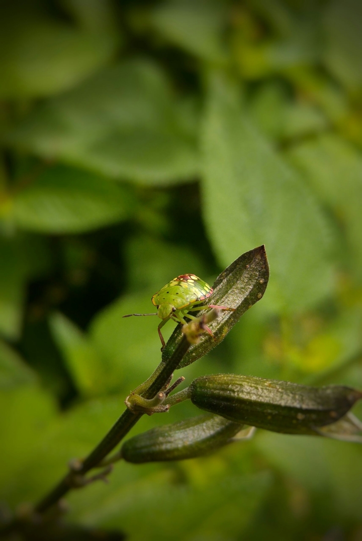 Mi amigo el verde