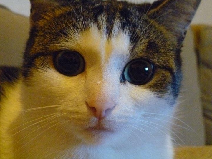 chat