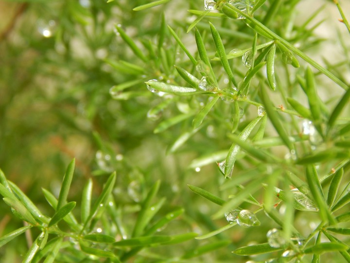 nature drop