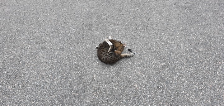 우로보로스 Cat