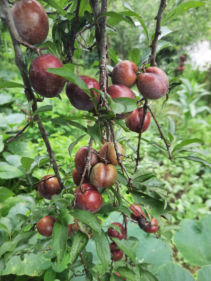 Plum