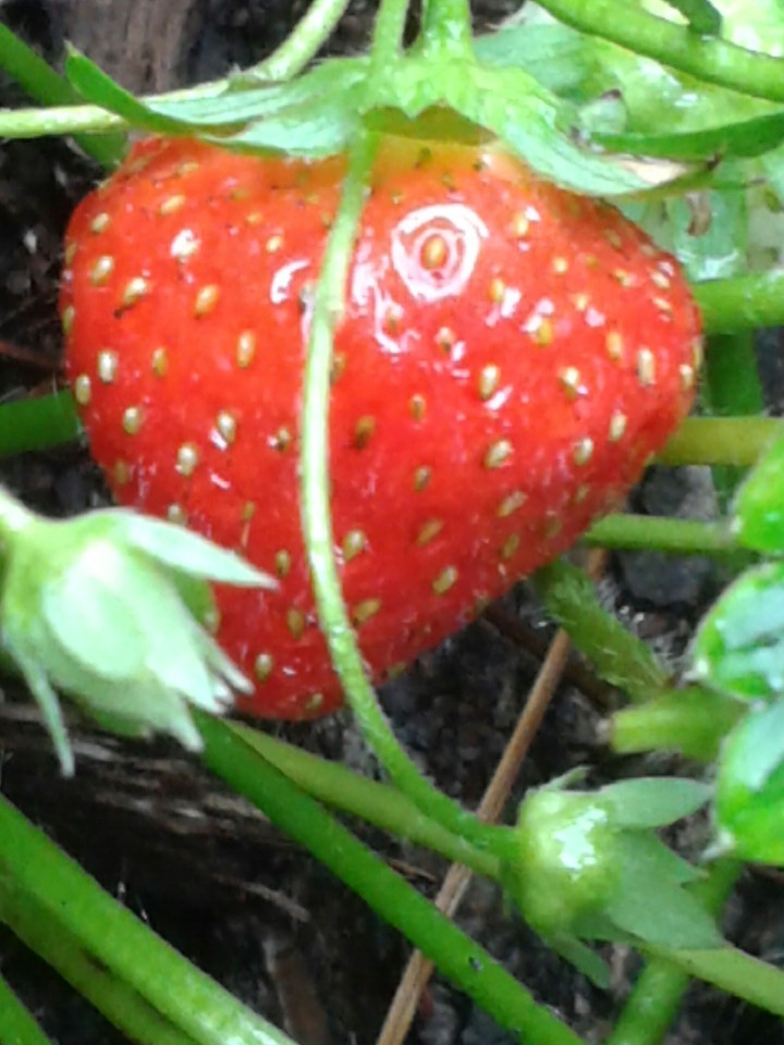 Erdbeere