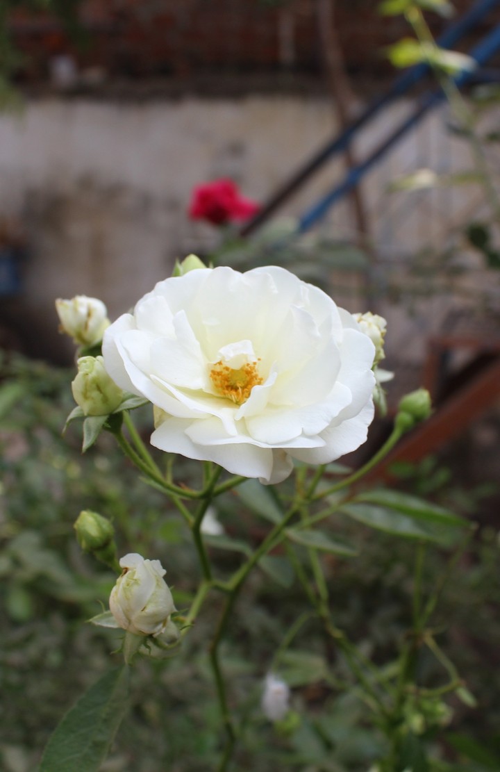 white rose