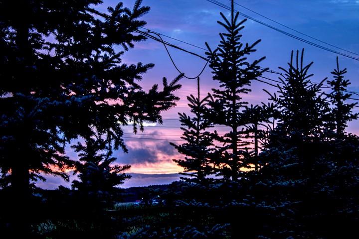 Beauty of the Woods