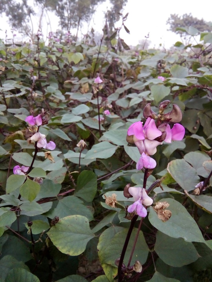 flowers