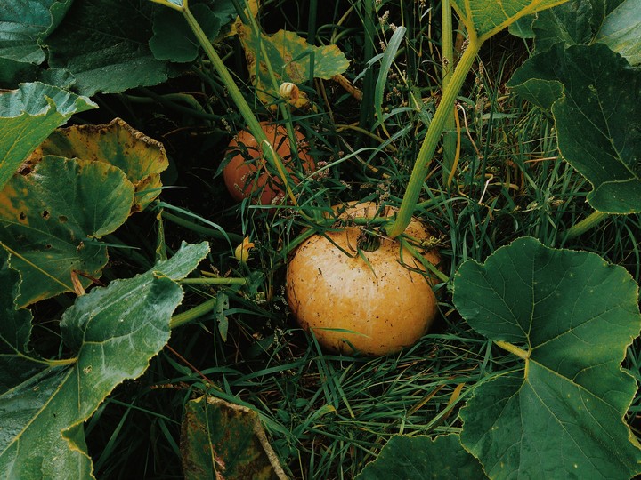 autumn