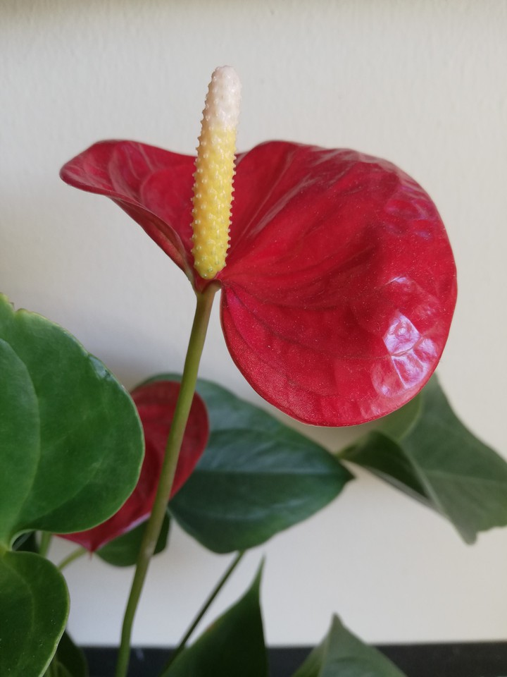 red flower