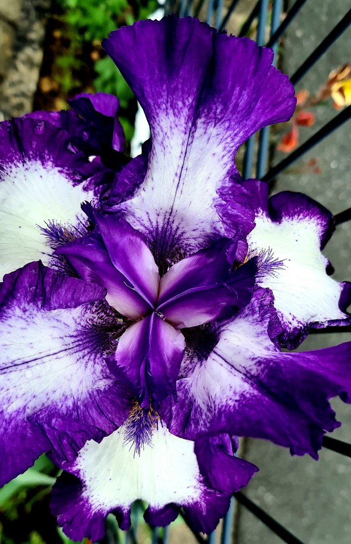 Blume