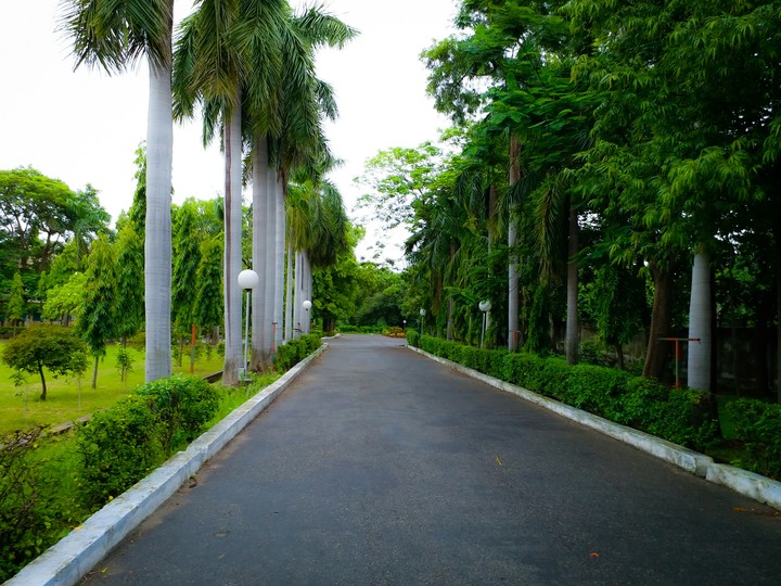 Nothing's as relaxing as walking alongside Palm trees.