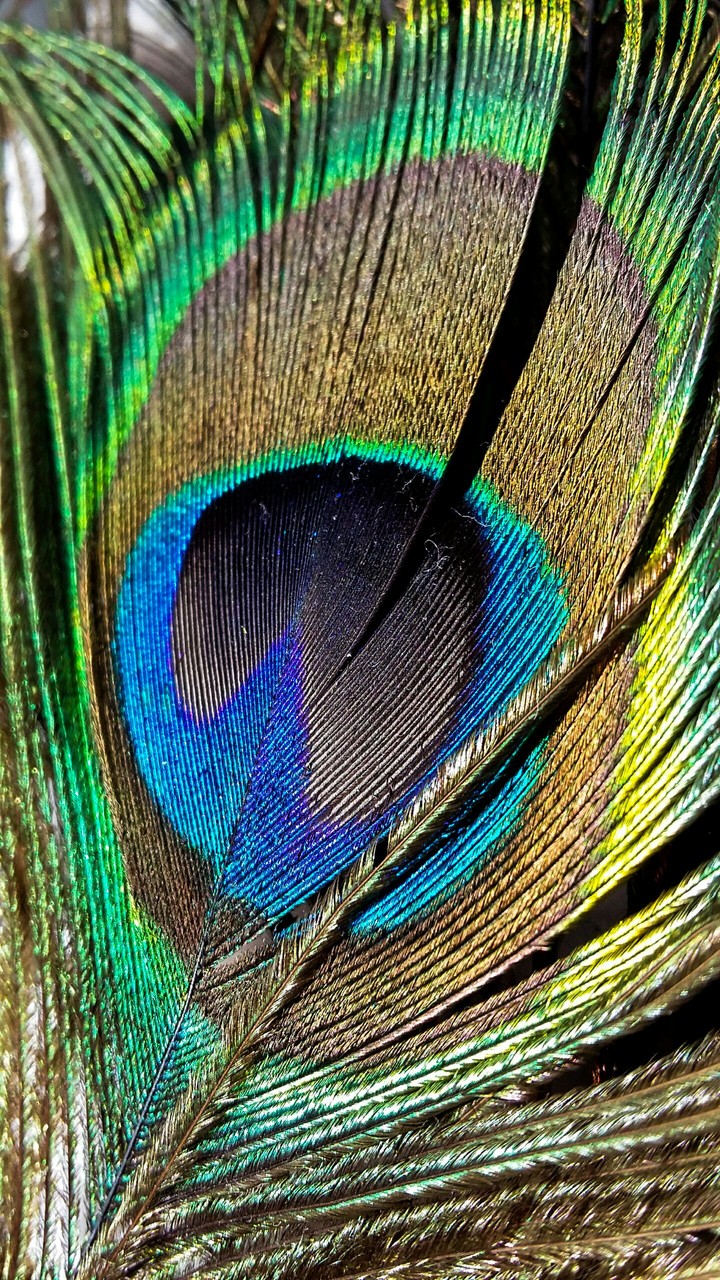 Colours
