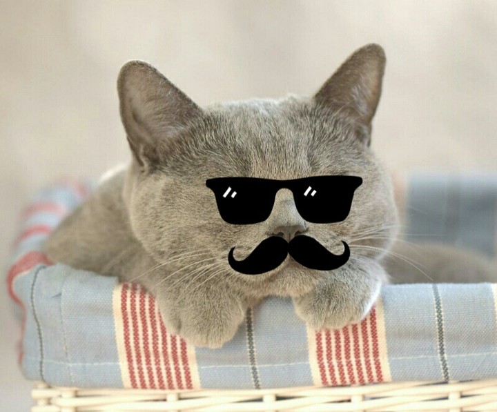 mistercat