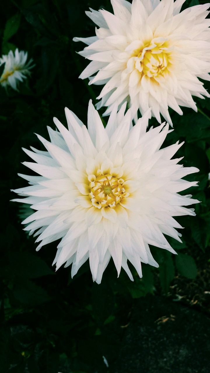 Sommerblume