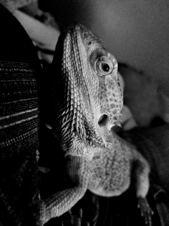Achilles bearded dragon