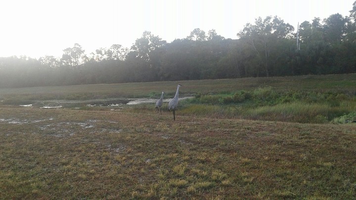 Early birds.