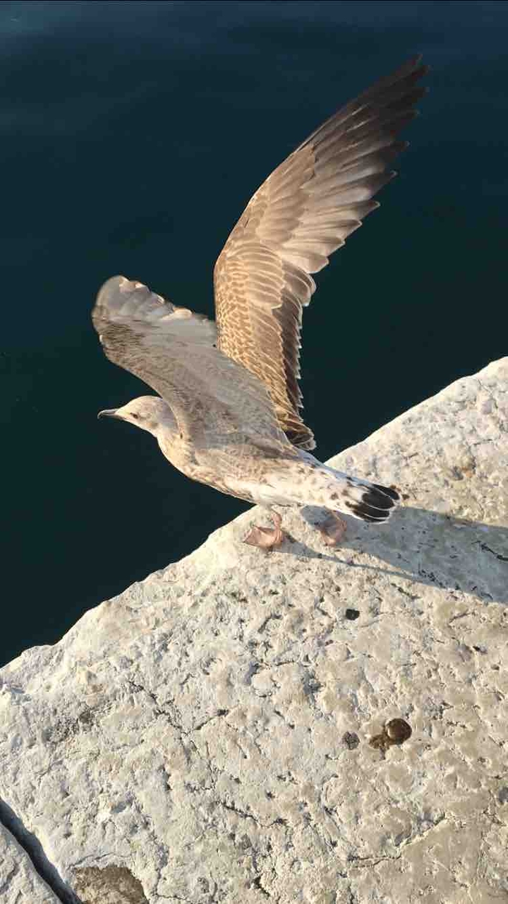 Seagull