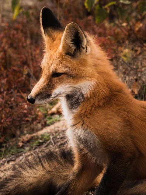 beauty, fur wallpapers