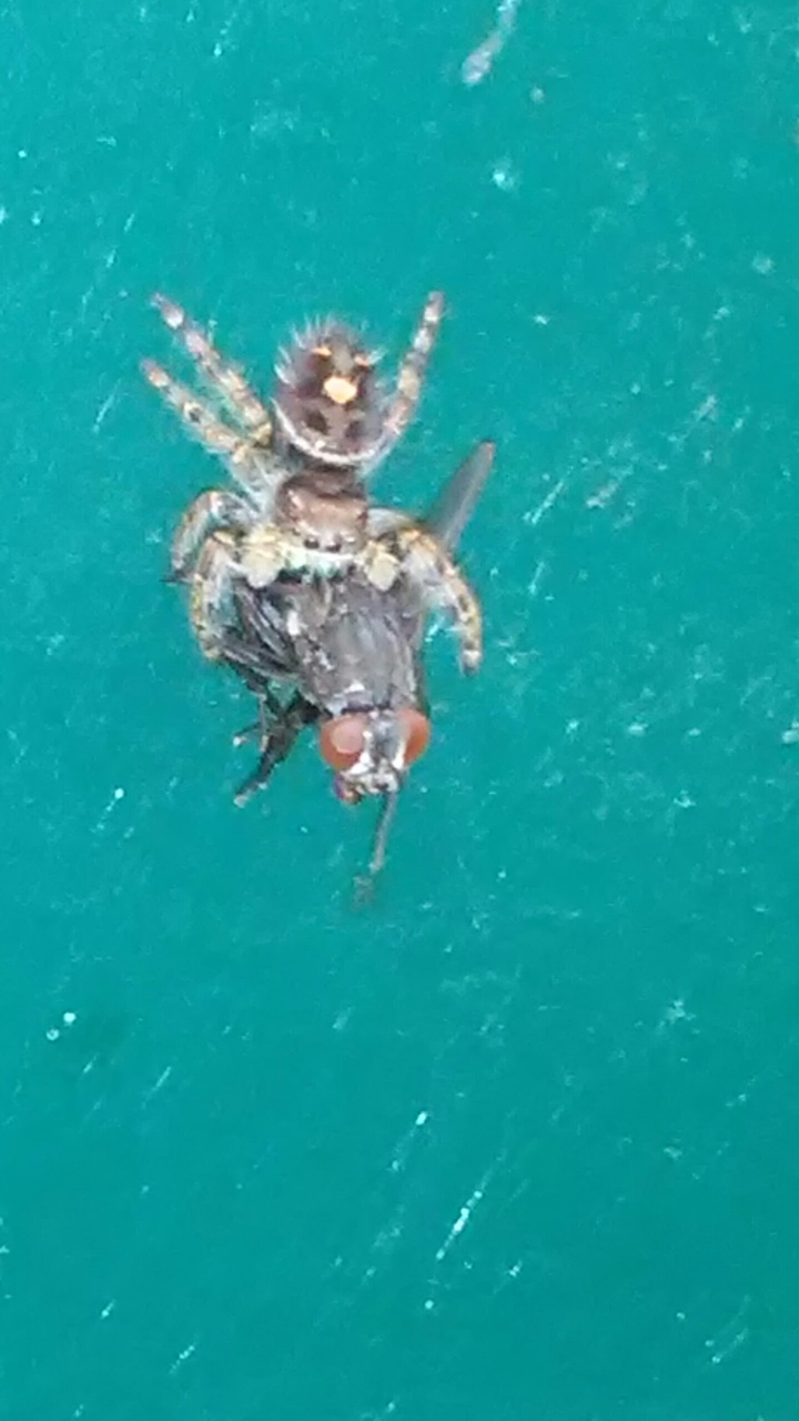 Spiders aren't all bad...