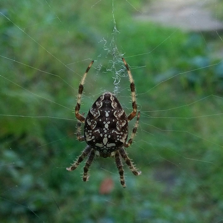 spider