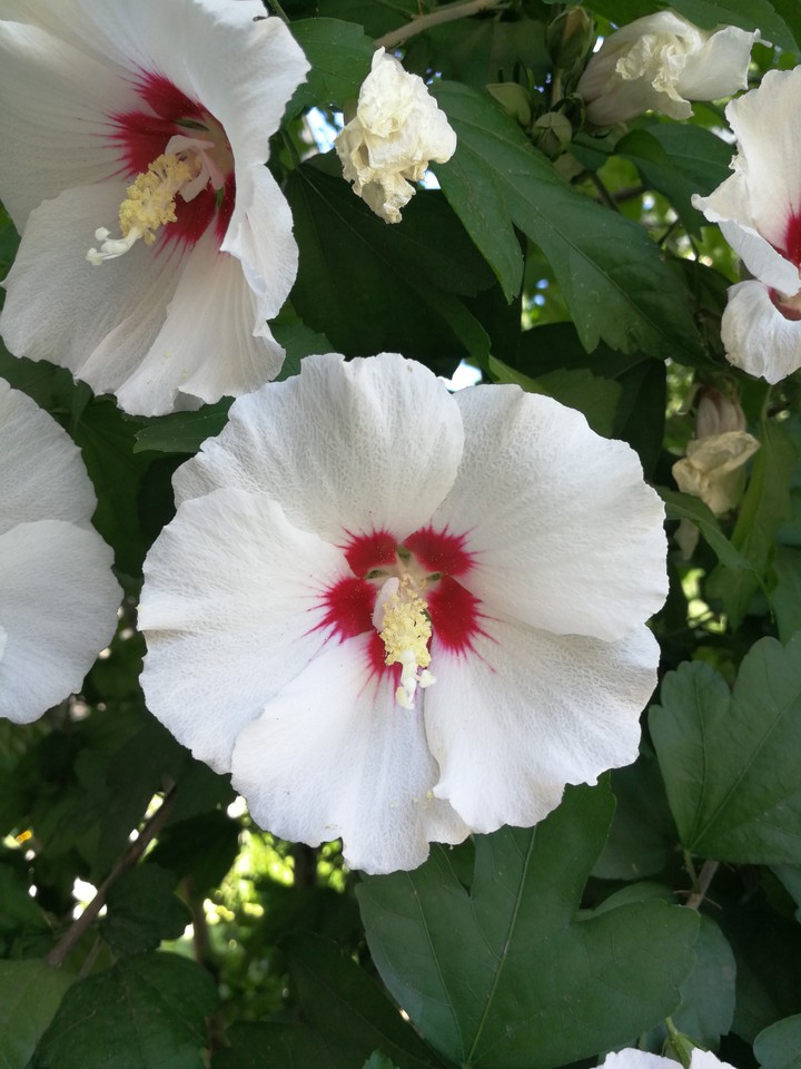 beauty flower