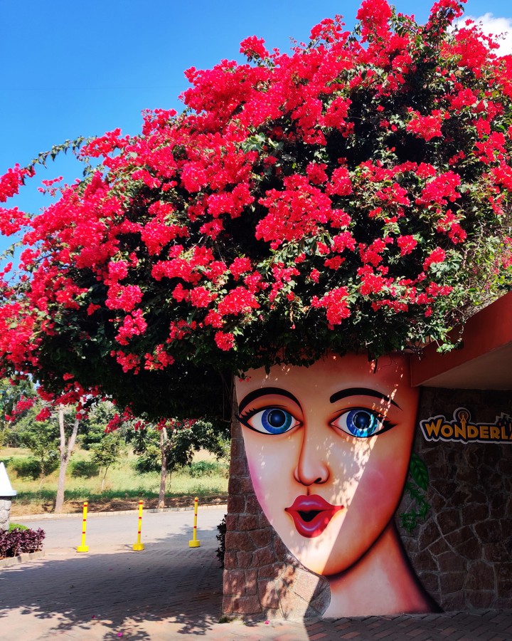 blooming beauty