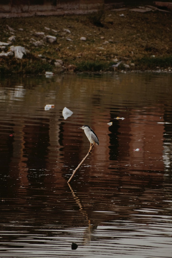 migration