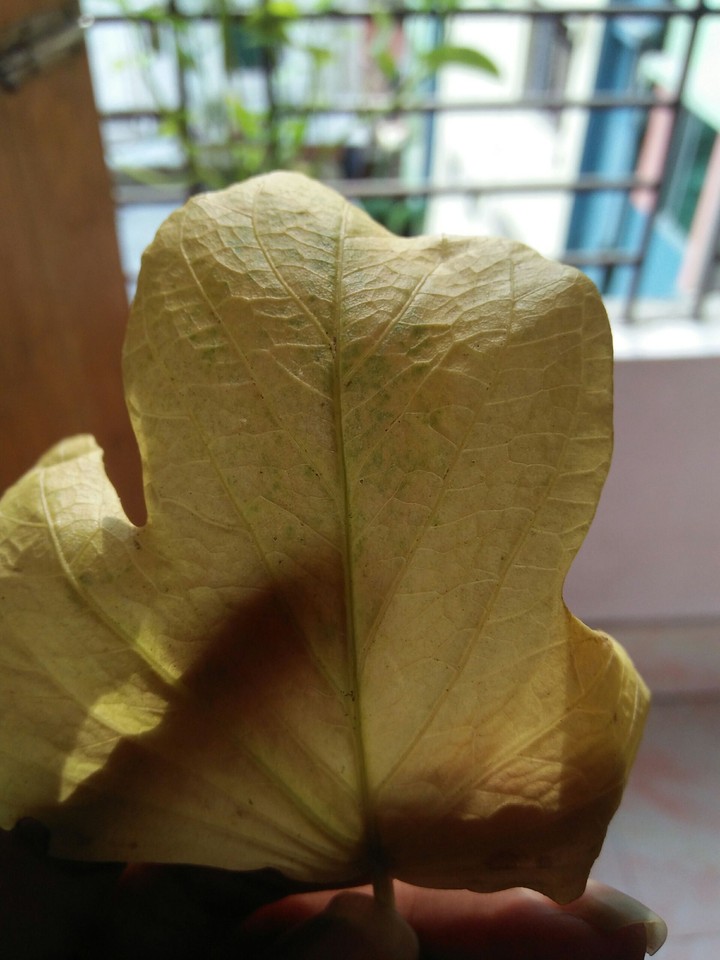 Leaf