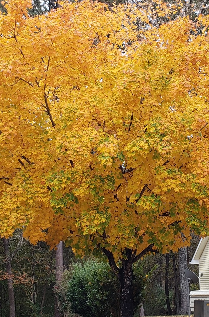Fall Leaves