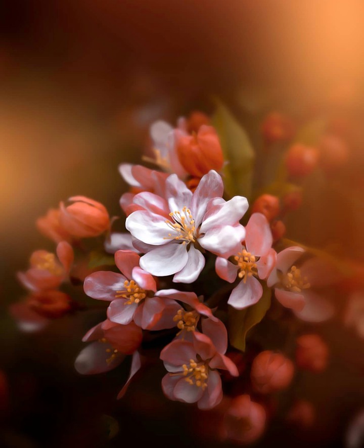 Cherry Blossom