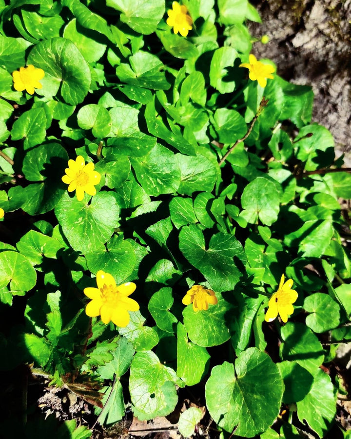 yellow flowers