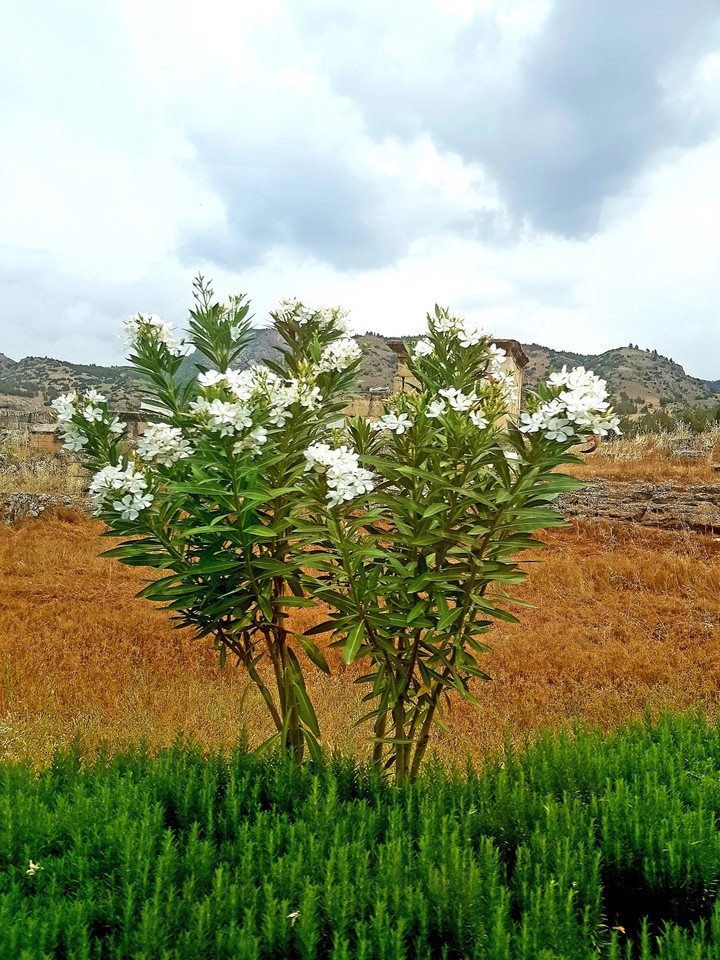 Flowers