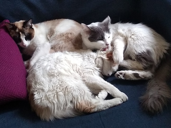 cats