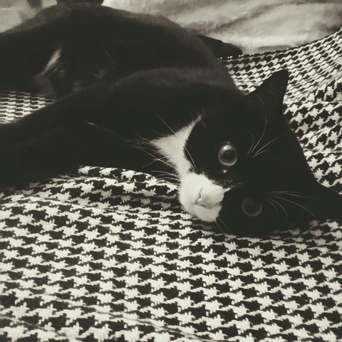 cat