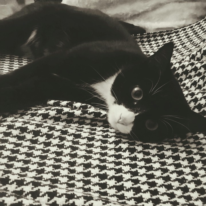 cat