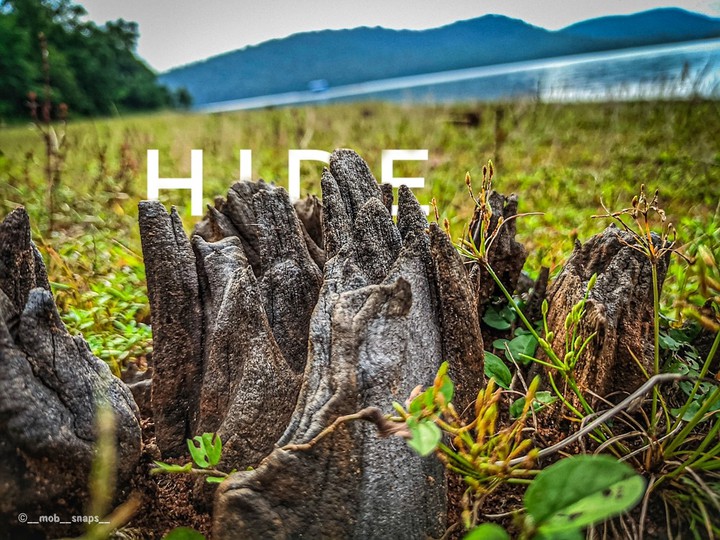 Hide