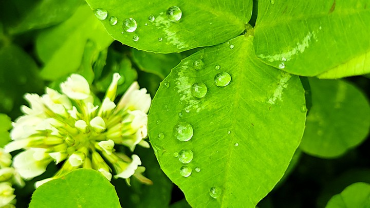 drops on the leaves